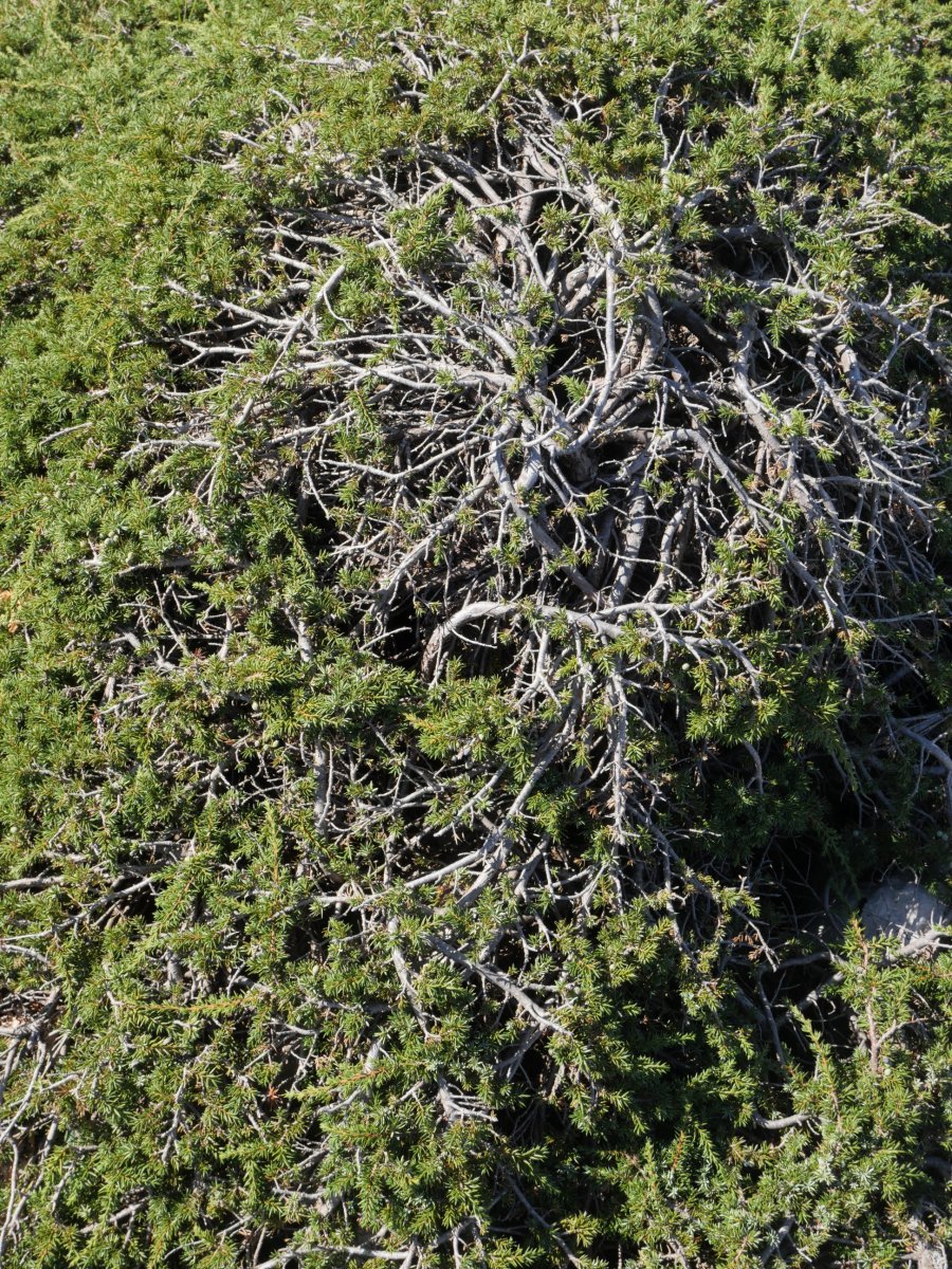 Ipurua harriaren gainean zabalduta