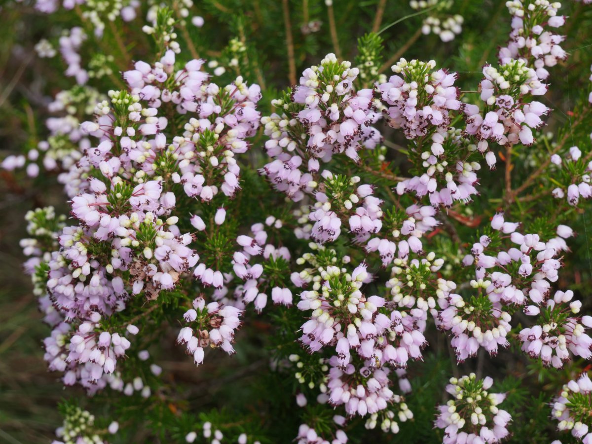 Erica vagans, Ekaitza aldean