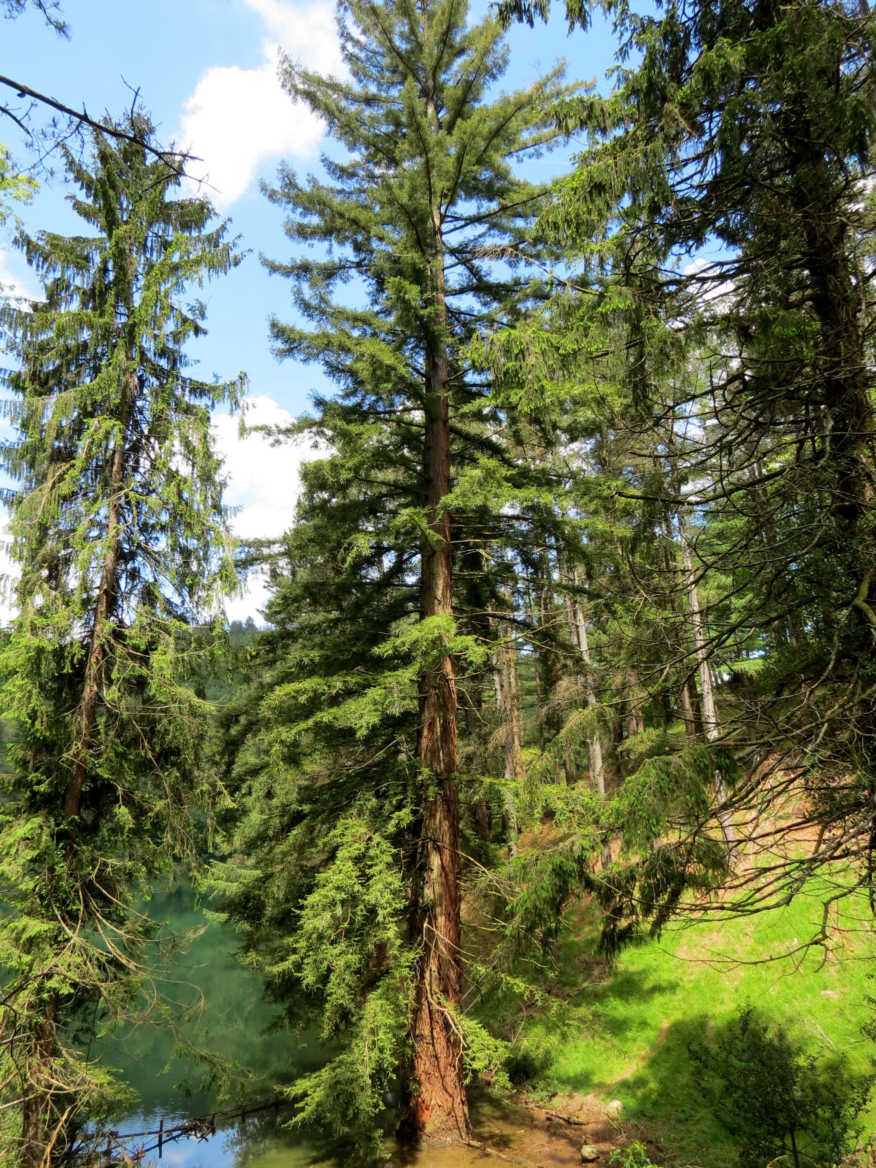 Sequoia sempervirens