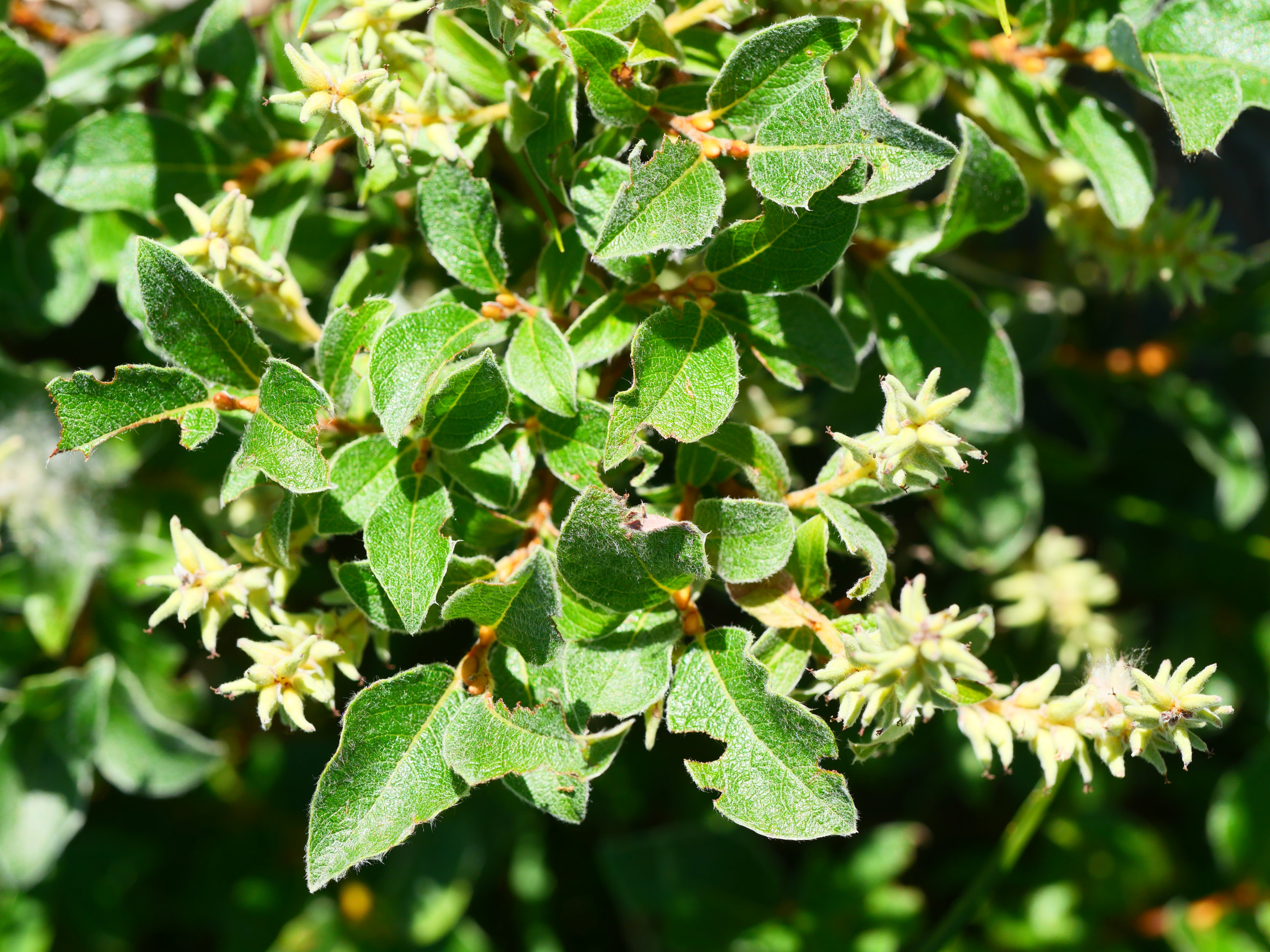 Salix pyrenaica Lapazarra mendian
