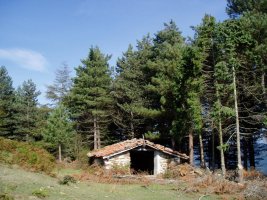 Txabola bat Ardamita lepotik igotzen den bidean