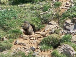 Marmota en la marmotera cercana al collado de Linza