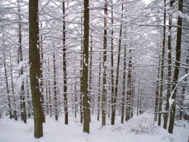 PInudia Korta baserritik mendigainera igotzen den bidean