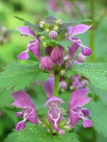 Lamium maculatum