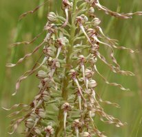 Himantoglossum hircinum