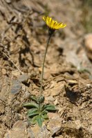 Oraindik identifikatu gabea