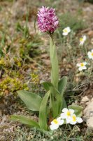 Orchis simia, landarea