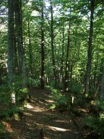 Beieguko ipar isurialdeko basoa