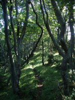 Bagadigorriko bidea basoan barrena