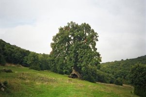 "Hiru Hankako Artea" zuhaitz ikusgarria