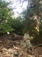 Oihanburuko gailur itxia