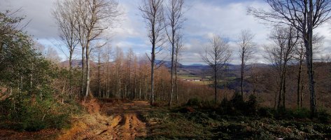 Iparraldeko basoan gora