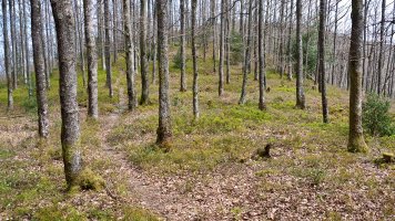 HMko bizkarreko bidea ariztian barrena