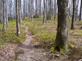 HMko bizkarreko bidea ariztian barrena