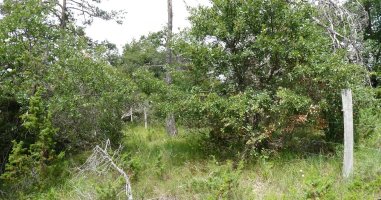 Biskako gailurra (899m)