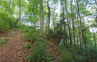 Bidea iparraldeko basoan gora