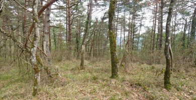 Astigardiko gailurra, bildumazaleentzat bakarrik