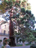 Sequoiadendron giganteum Iruñan