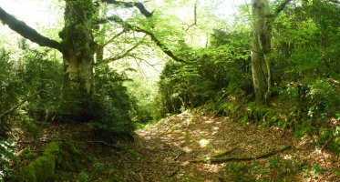 Oihanilun, ezin izen egokiagorik aurkitu