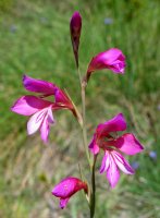 Gladiolus generoko lorea