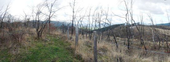 Ollargaingo gailurra