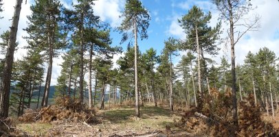 Tartazupeko gailurra