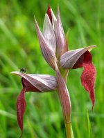 Serapias generoko orkidea