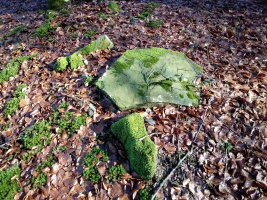 Muñaan trikuharria 3