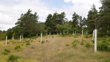 Bizkarraldeko pasarte bat