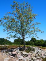 Otsalizarra (Sorbus aucuparia), Errazu gailurrean bakar-bakarrik.