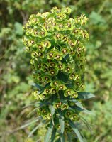 Euphorbia characias Etxauri aldean