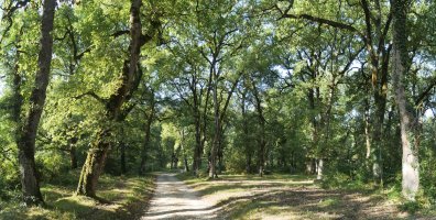 Irañeta aldeko abiapuntua, hariztian barrena