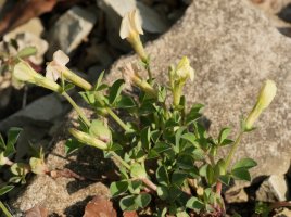 Lotus maritimus Larunbe aldean