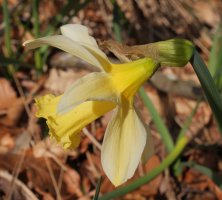 Narcissus pseudonarcissus Zarrantzmendiko ekialdeko hegian