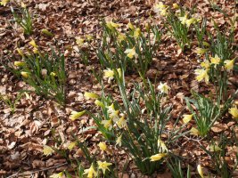 Narcissus pseudonarcissus Zarrantzmendiko ekialdeko hegian