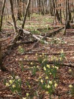 Narcissus pseudonarcissus Zarrantzmendiko ekialdeko hegian