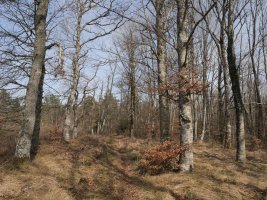 Elosuko bizkarreko bidea