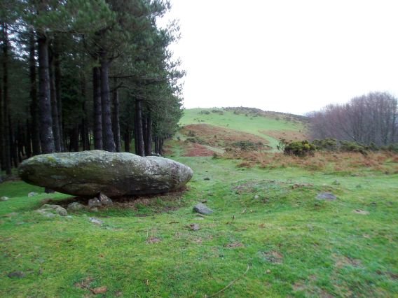 Arribiribilleta zutarria