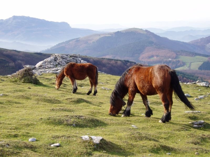 Zaldiak Larranon; atzean Saibi eta Lekanda
