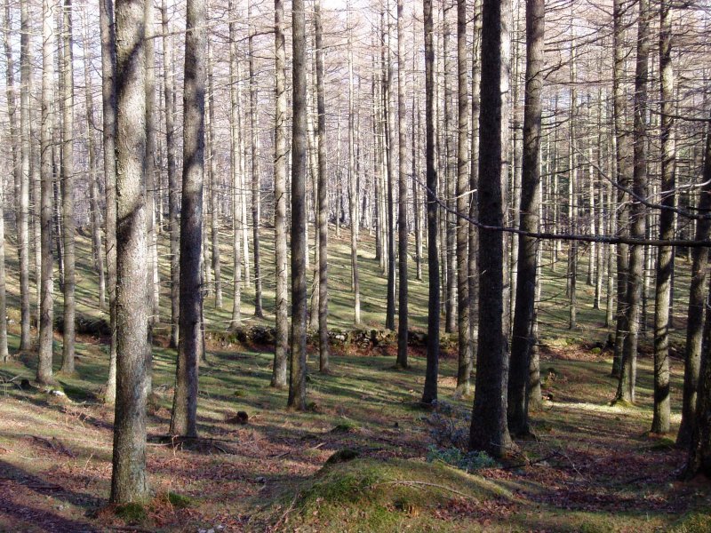 Izeiak Intzuzaeta lepotik igotzen den bidean