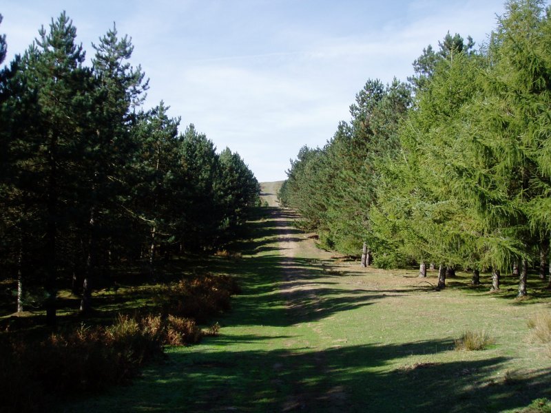 Ardamita lepotik igotzen den bidearen azkenengo zatia