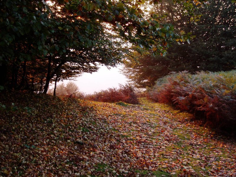 Bidea Kurutzebakar inguruan