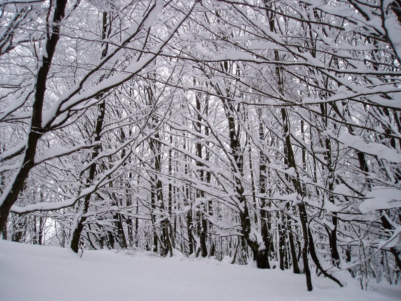 Pagadia Kurutzebakar inguruan