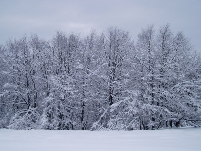 Pagadia Kurutzebakar inguruan
