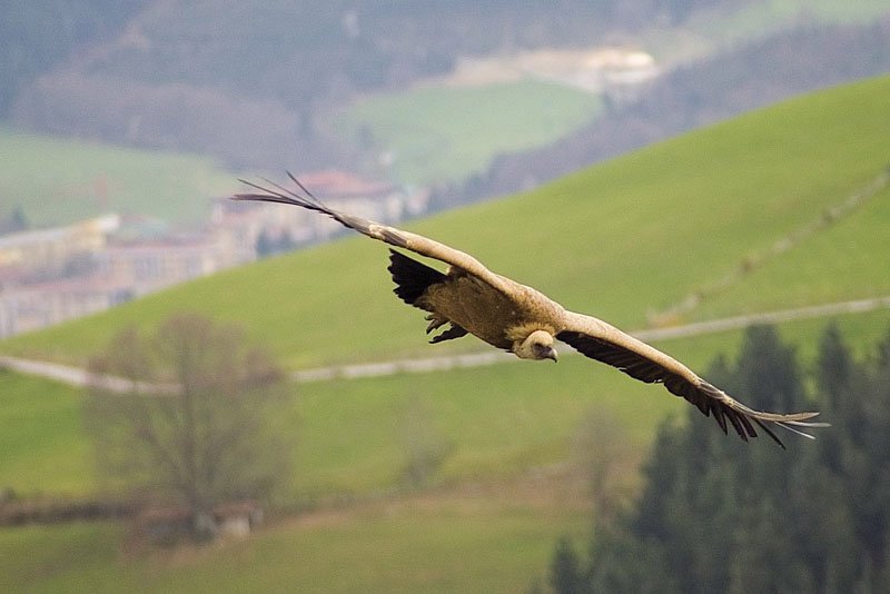 orkatzategiko buitreak