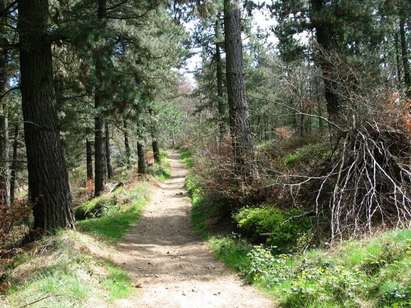 Santamarinazar eta Erdella arteko bidea Mendisolo aldean