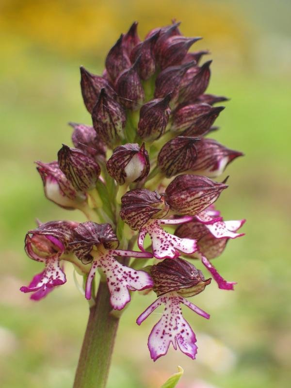 Orchis purpurea