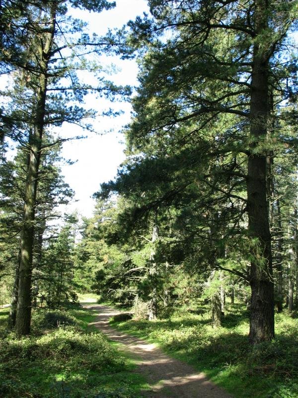 Bidea pinudian barrena