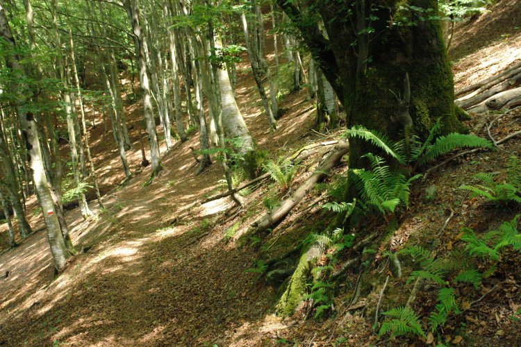 GR bidea pagadian barrena, hegoaldeko isurialdean