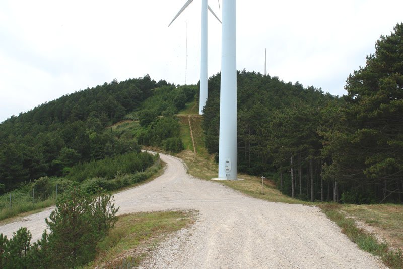 Tontorra ekialdetik ikusita